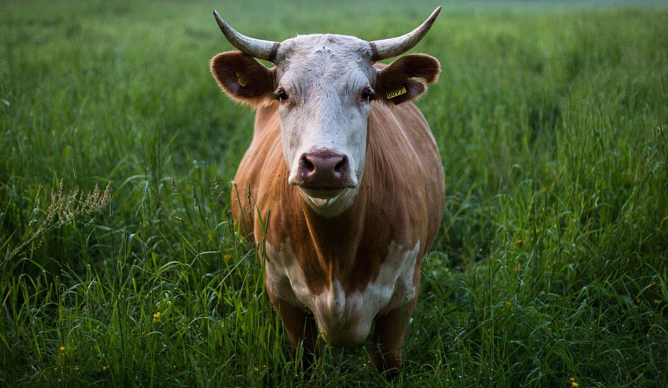 crisi del latte - CambiamoAgricoltura