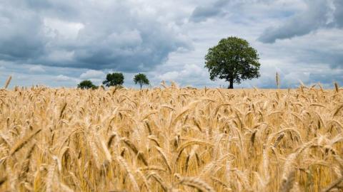Strategia nazionale per la nuova PAC - CambiamoAgricoltura