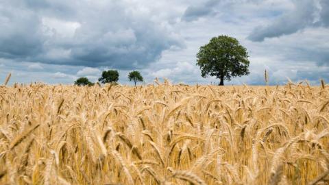 Strategia nazionale per la nuova PAC - CambiamoAgricoltura