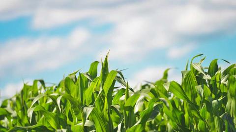 Rapporto Corte dei Conti Europea - CambiamoAgricoltura