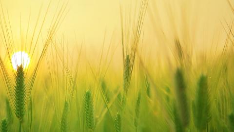 Transizione Ecologica - Cambiamo Agricoltura