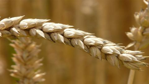 Grano - cambiamoagricoltura