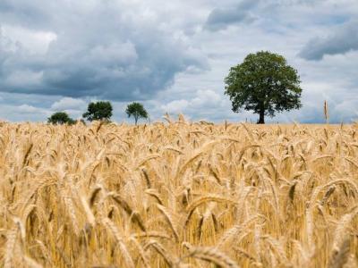 Strategia nazionale per la nuova PAC - CambiamoAgricoltura