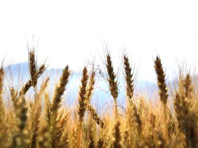 Trattative politiche agricole - CambiamoAgricoltura