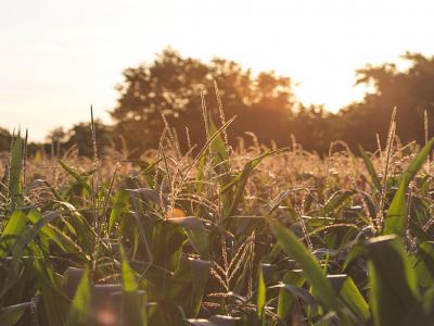 incontri - CambiamoAgricoltura