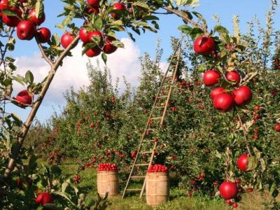 Politiche agricole dell'Europa - CambiamoAgricoltura