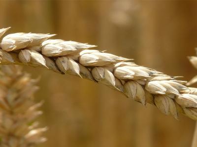 Grano - cambiamoagricoltura