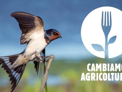 L’agricoltura biologica deve correre tra molte difficoltà per raggiungere il traguardo del 25% della superficie agricola nazionale certificata entro il 2027, ma si stanno creando ostacoli e difficoltà incomprensibili. La Coalizione #CambiamoAgricoltura chiede al MIPAAF la convocazione del Tavolo di parternariato per smentire le notizie allarmanti sull’attuazione degli interventi per il biologico nella programmazione dello Sviluppo Rurale.